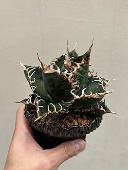 PLANT BIOTOPE アガベ　チタノタ　悪魔くん‼️おすすめ‼️速達 楽天市場】アガベ チタノタ （ HX)黒犀白鯨 スーパーチタノタ